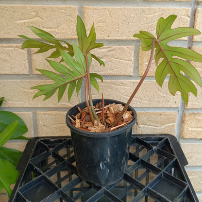 Philodendron Mayoi #130A