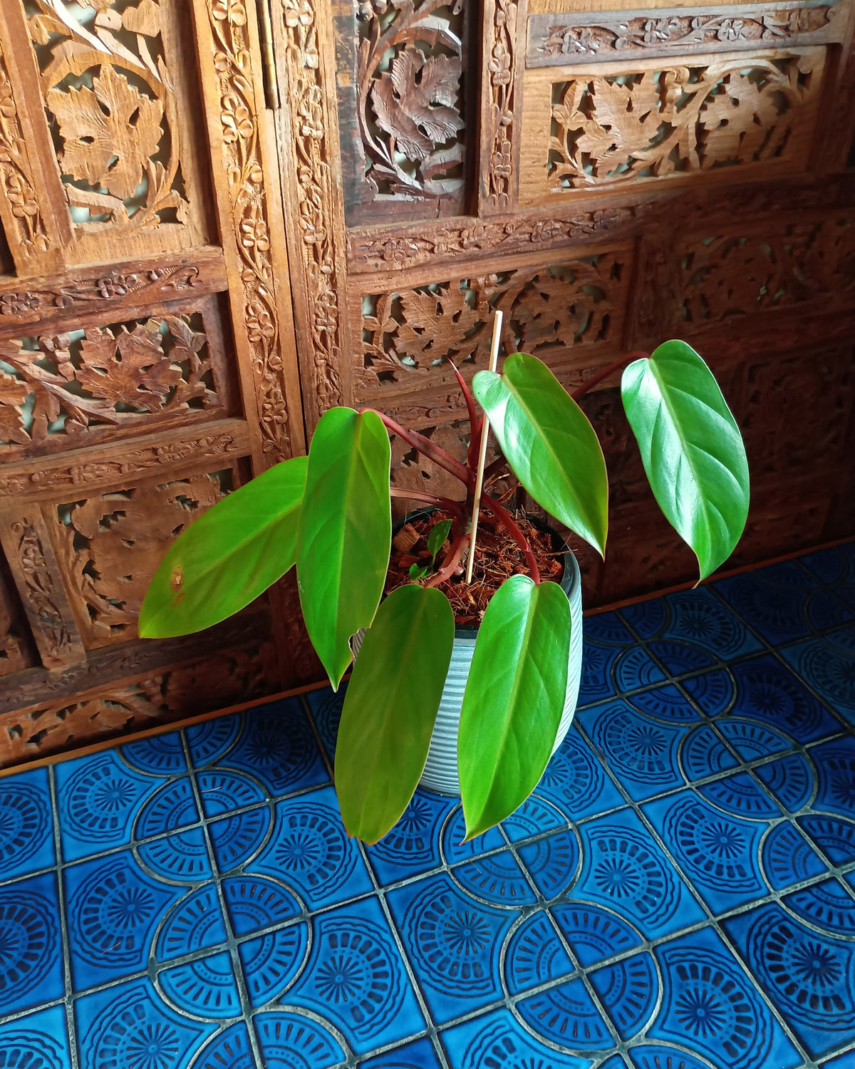 Philodendron Erubescens Red Emerald
