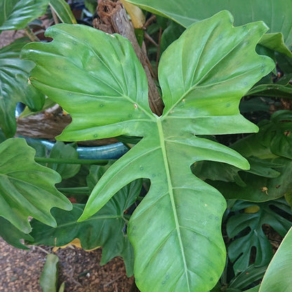 Philodendron Golden Dragon 130A