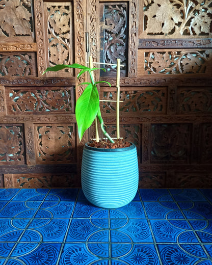 Philodendron Tripartitum