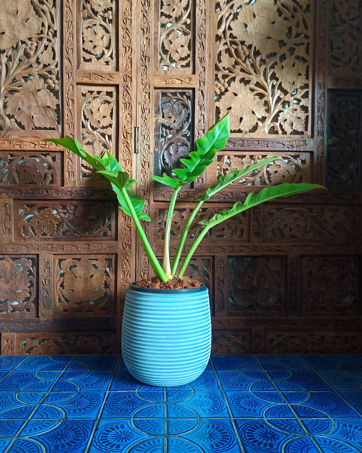 Philodendron Henderson's Pride