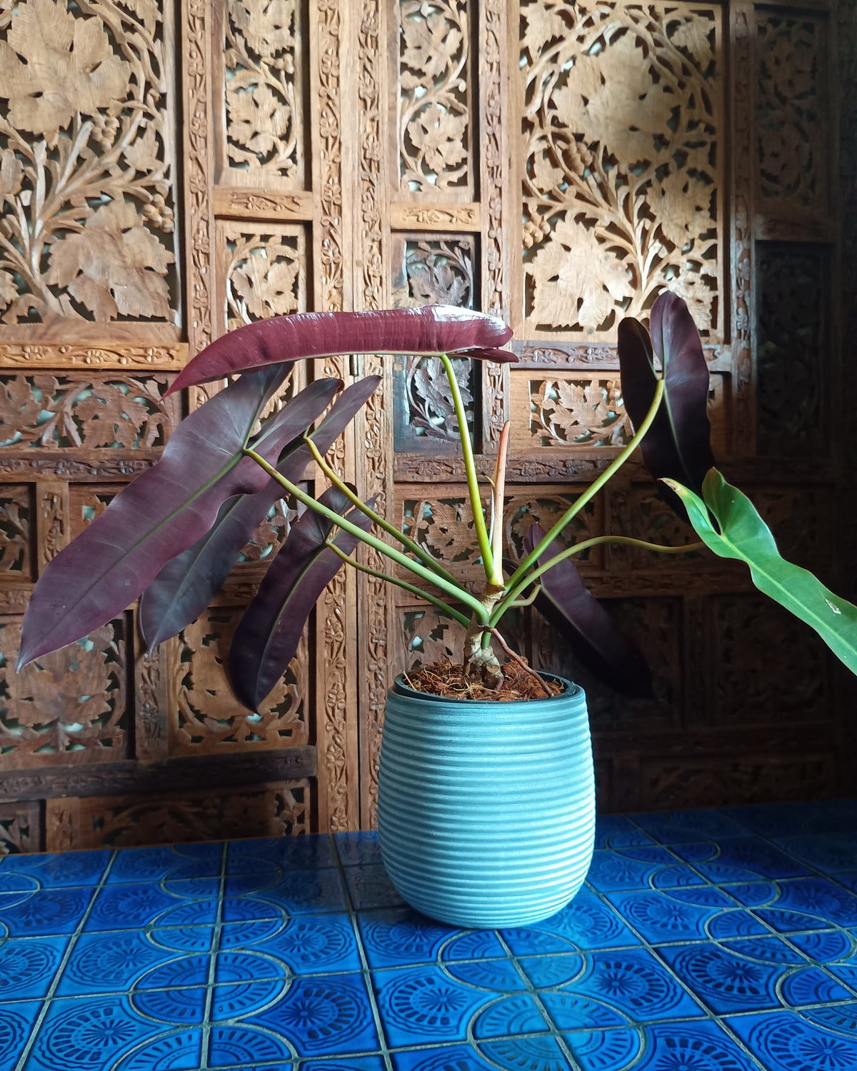 Philodendron Atabapoense Large