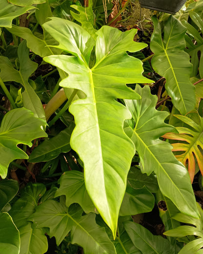 Philodendron Golden Dragon 130