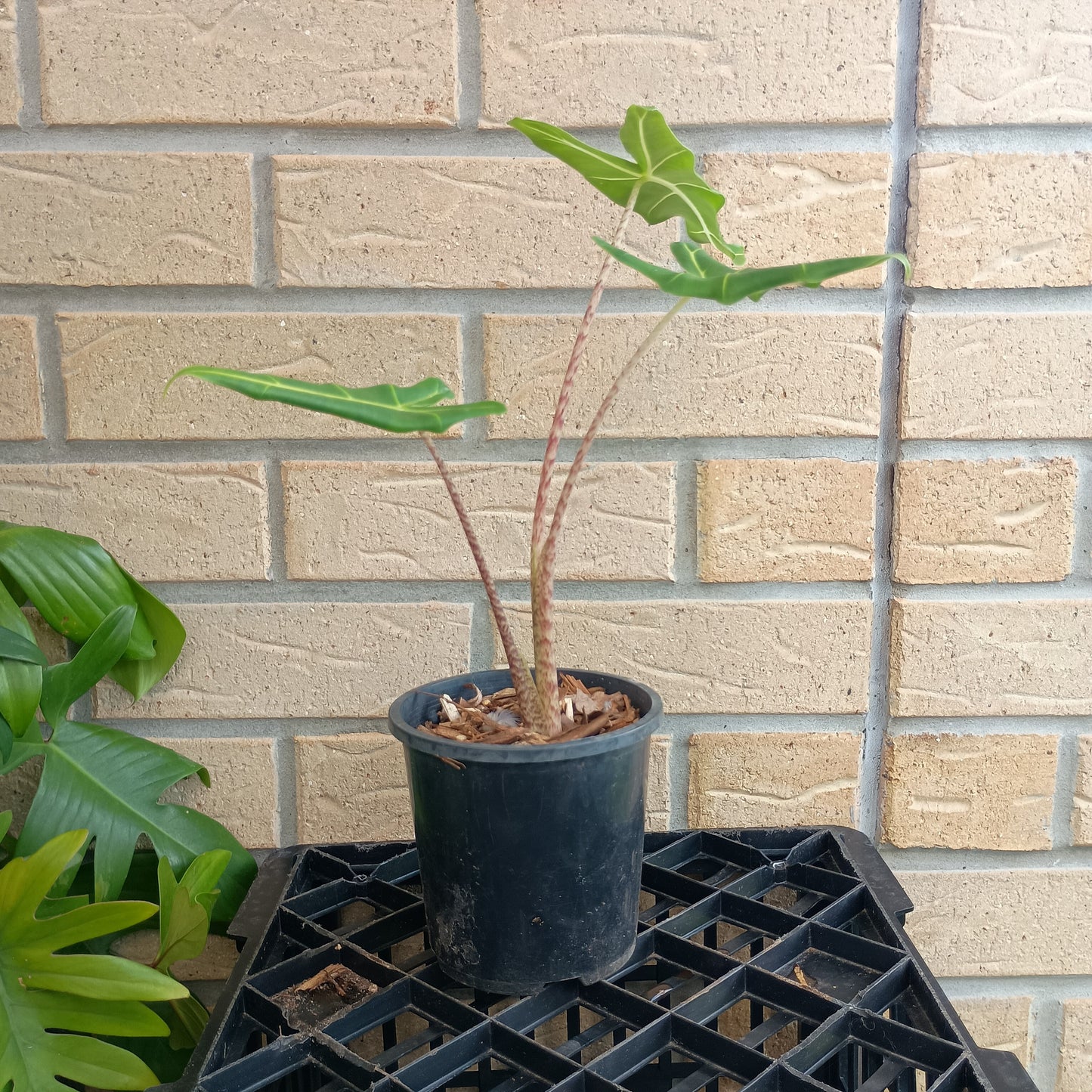 Alocasia Zebrina Sarian