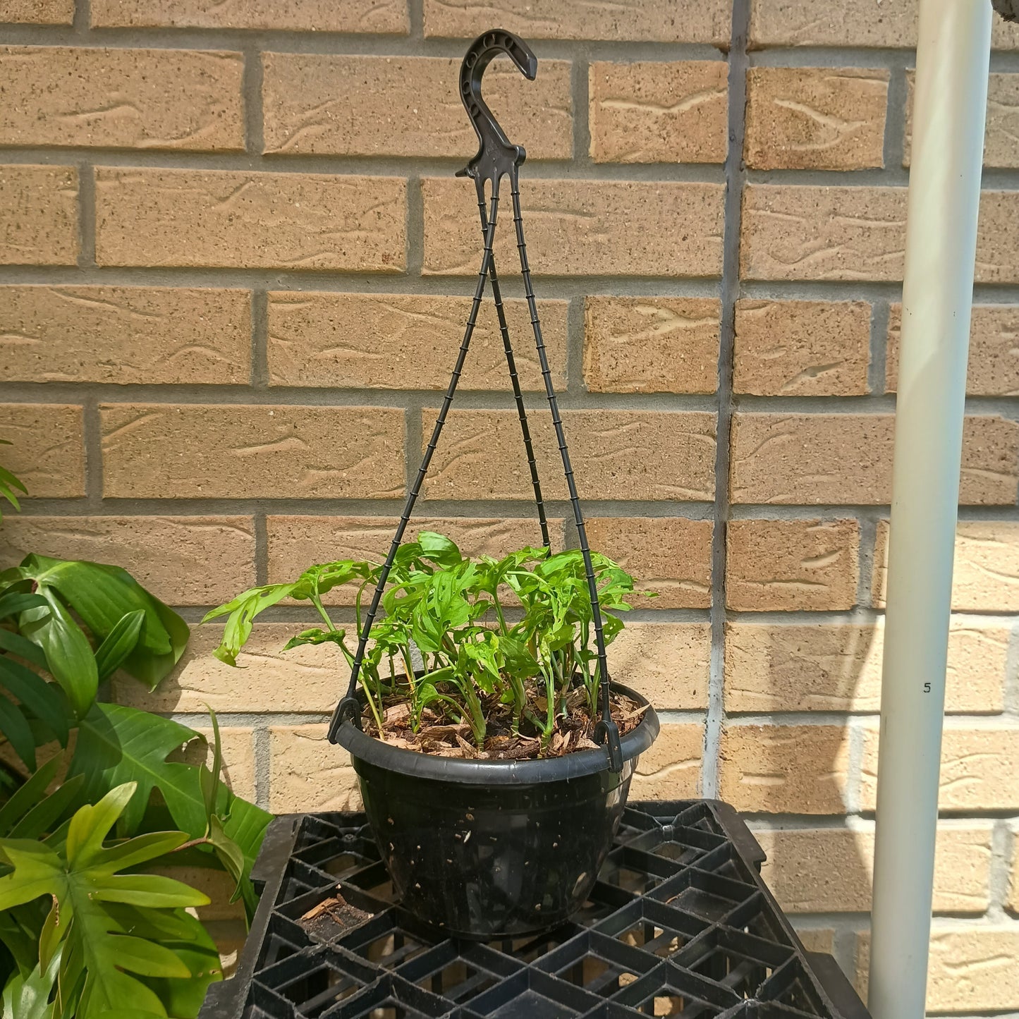 Monstera Adansonii Hanging Basket