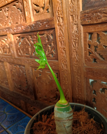 Philodendron Warscewiczii