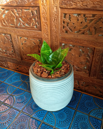 Dracaena Hahnii