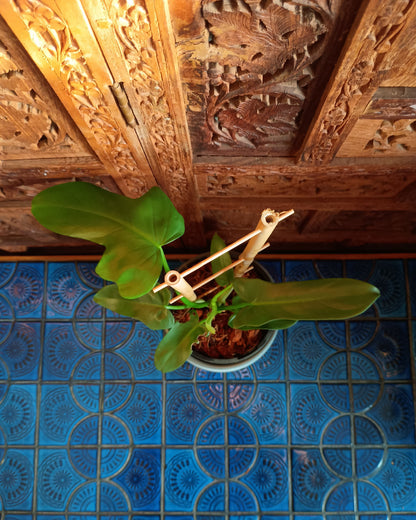 Philodendron Bipennifolium