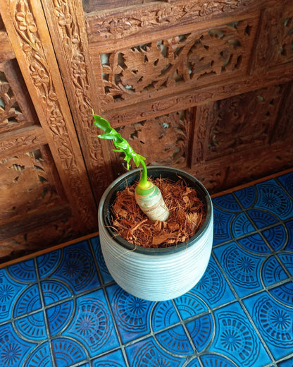 Philodendron Warscewiczii