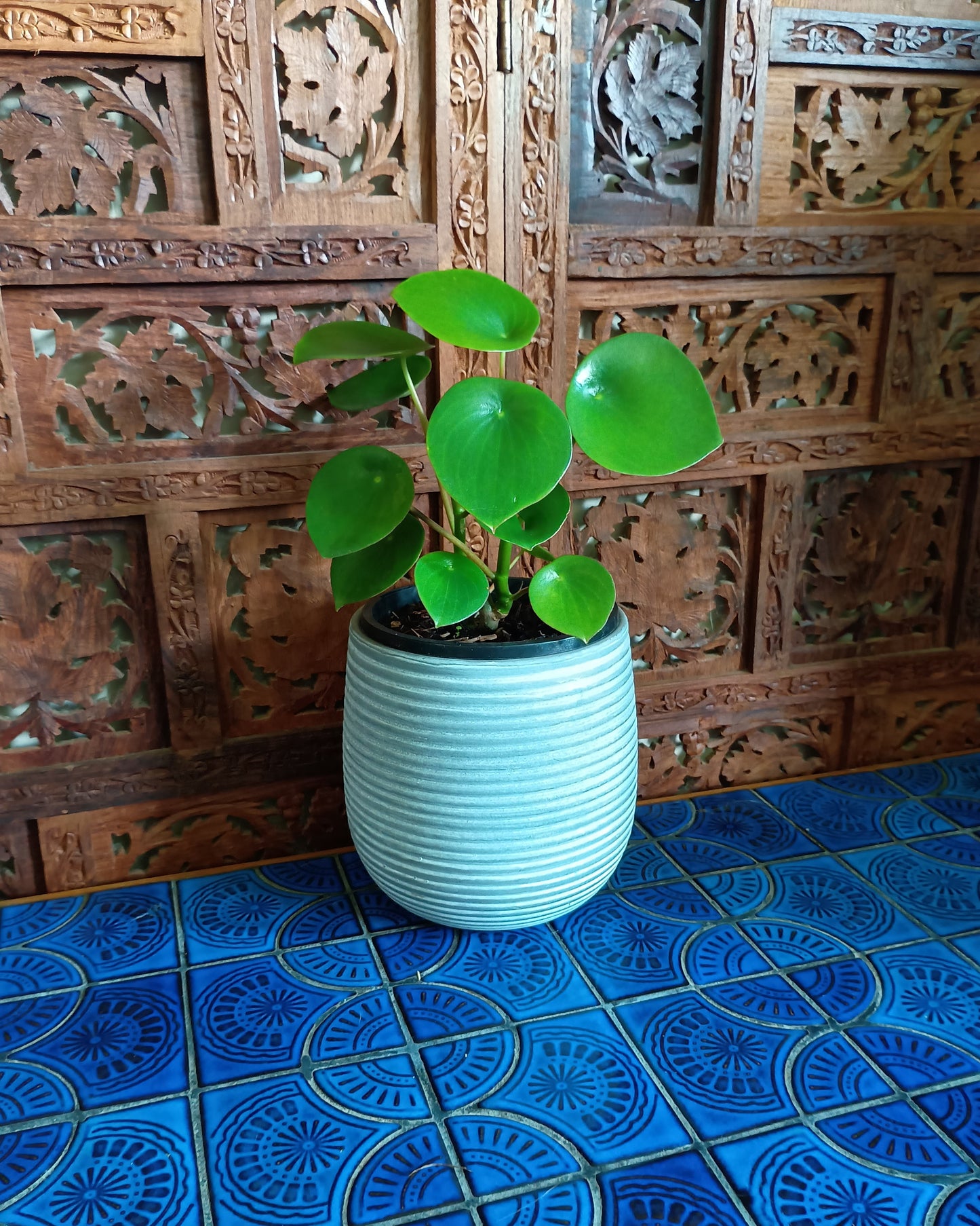 Peperomia Polybotrya 130single