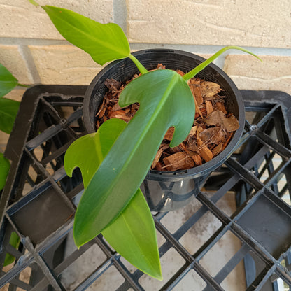 Philodendron Panduriforme aka Wolfs Head #130A