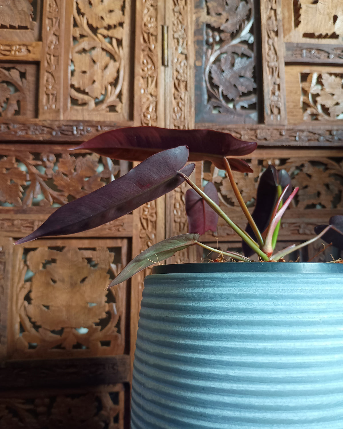 Philodendron Atabapoense