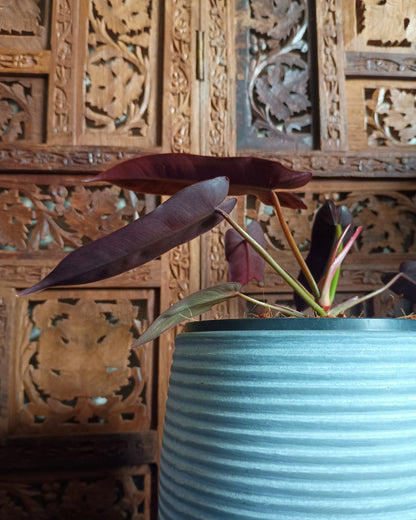 Philodendron Atabapoense