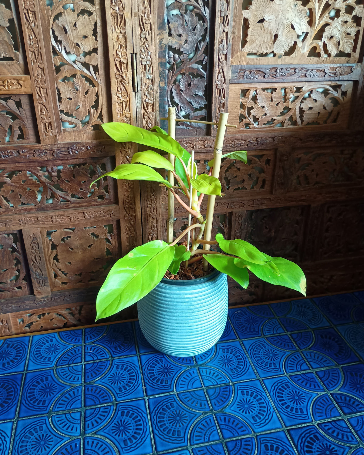 Philodendron Lemon Lime Large