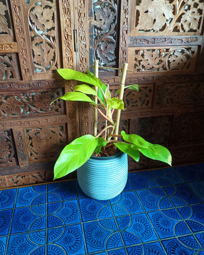 Philodendron Lemon Lime Large