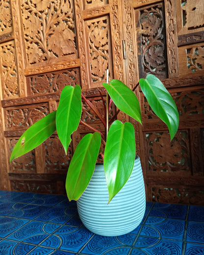 Philodendron Erubescens Red Emerald