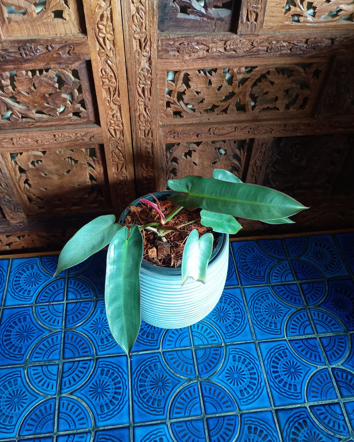 Philodendron Atabapoense