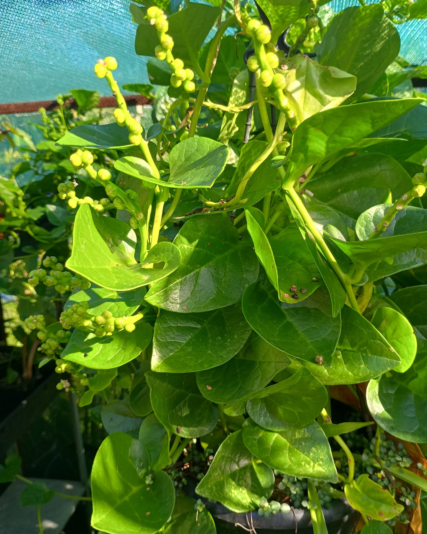 Basella alba ( Malabar Spinach )
