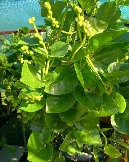 Basella alba ( Malabar Spinach )