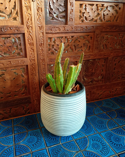 Stapelia Grandiflora