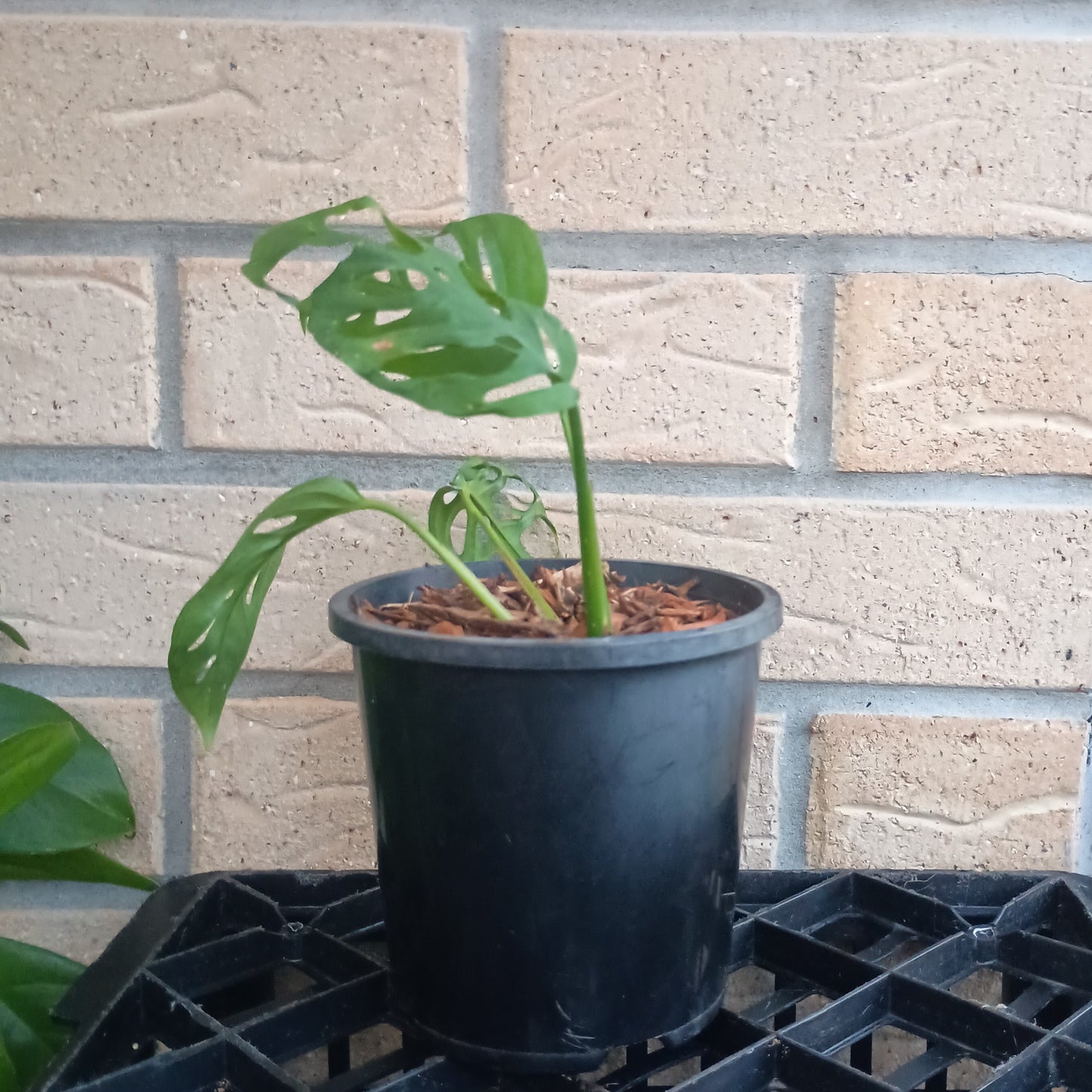 Monstera Adansonii