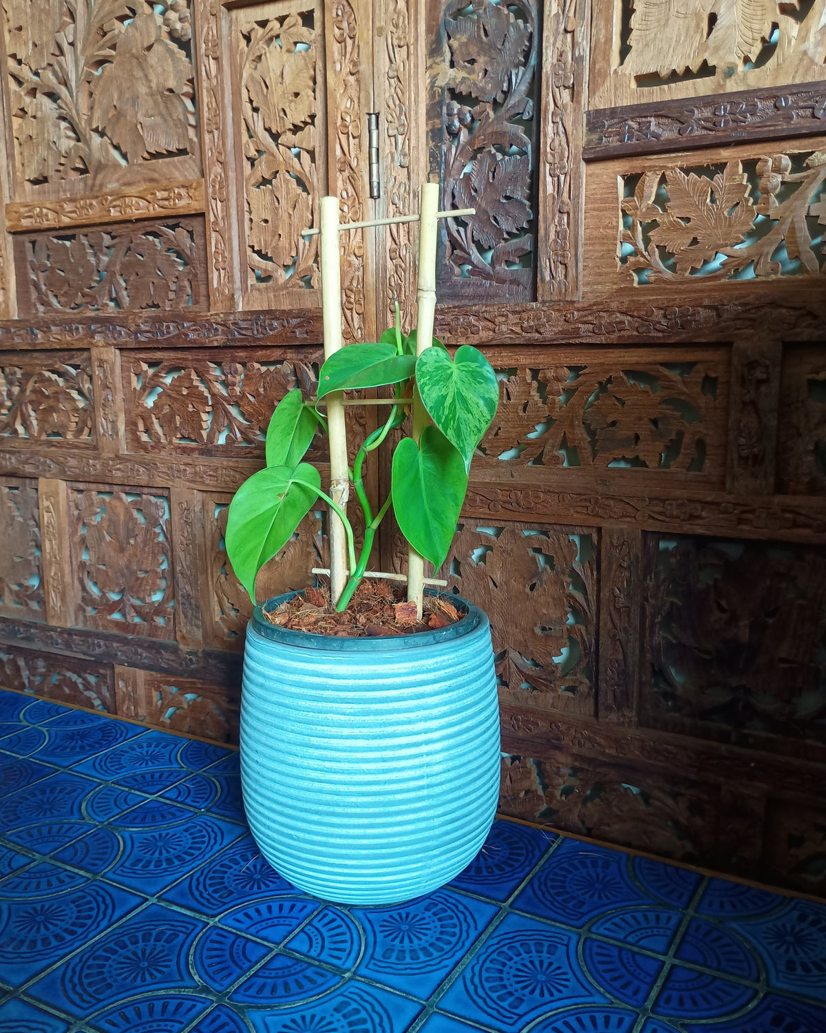 Philodendron Hederaceum var. Oxycardium Variegata