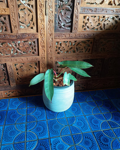 Philodendron Atabapoense