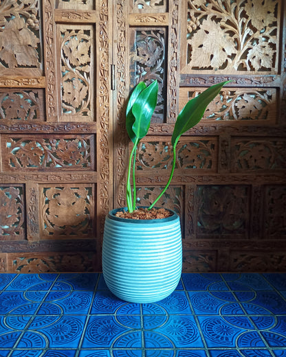 Philodendron Renauxii