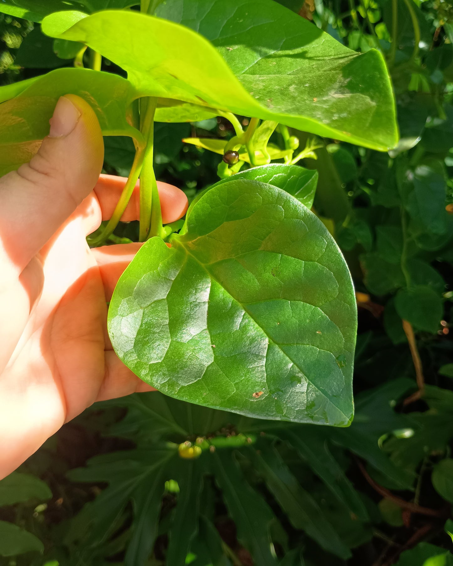 Basella alba ( Malabar Spinach )