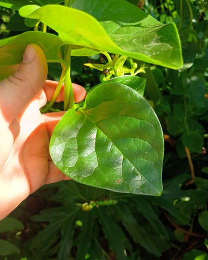 Basella alba ( Malabar Spinach )