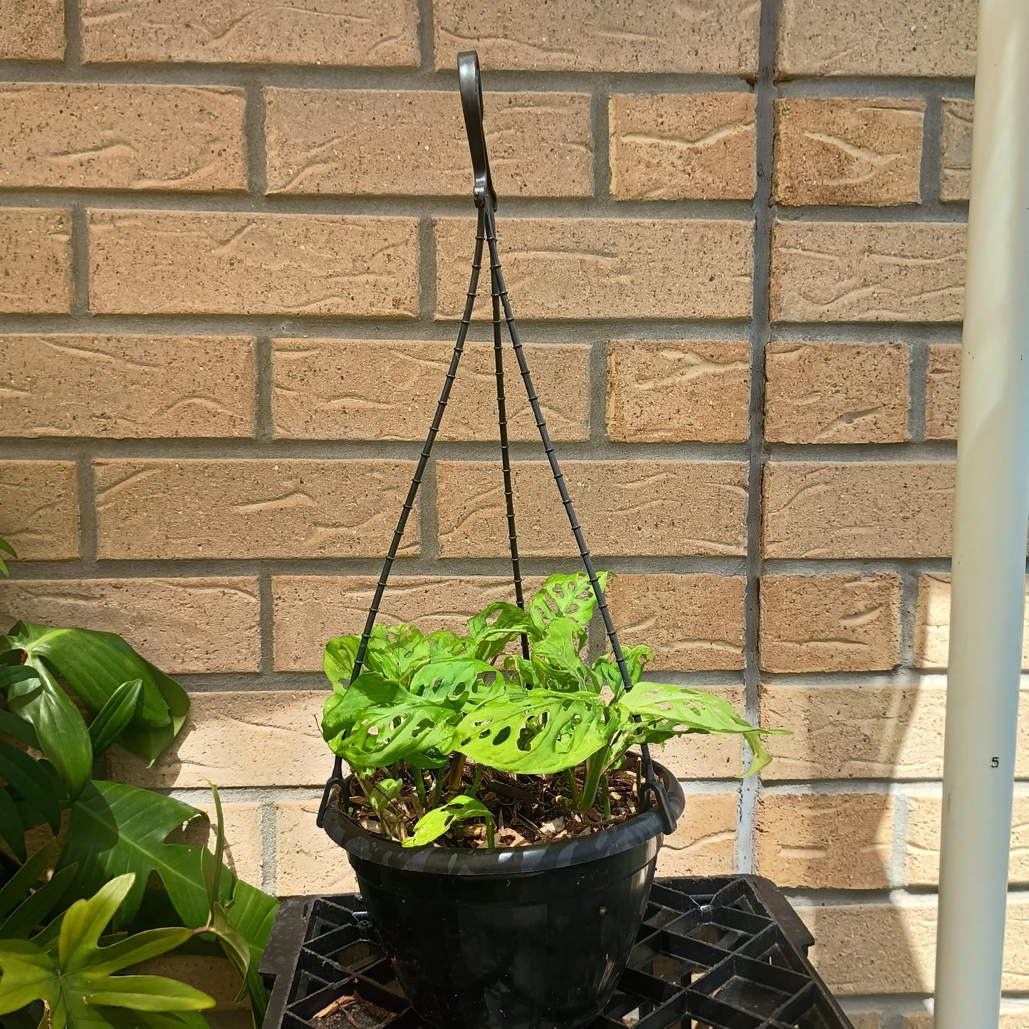 Monstera Adansonii Hanging Basket