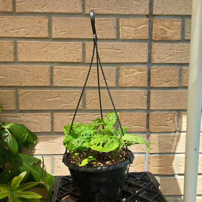 Monstera Adansonii Hanging Basket