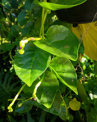 Basella alba ( Malabar Spinach )