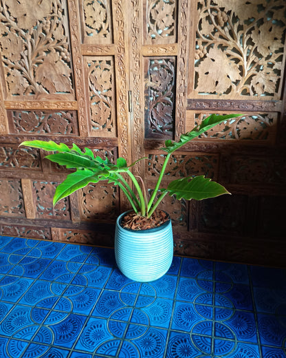 Philodendron Henderson's Pride