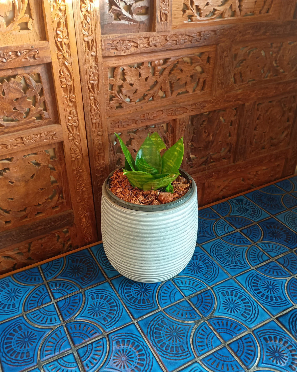Dracaena Hahnii