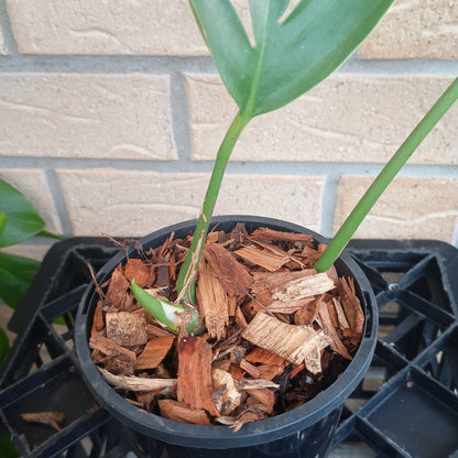 Rhaphidophora decursiva