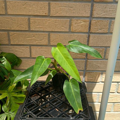 Philodendron Tuxtlanum