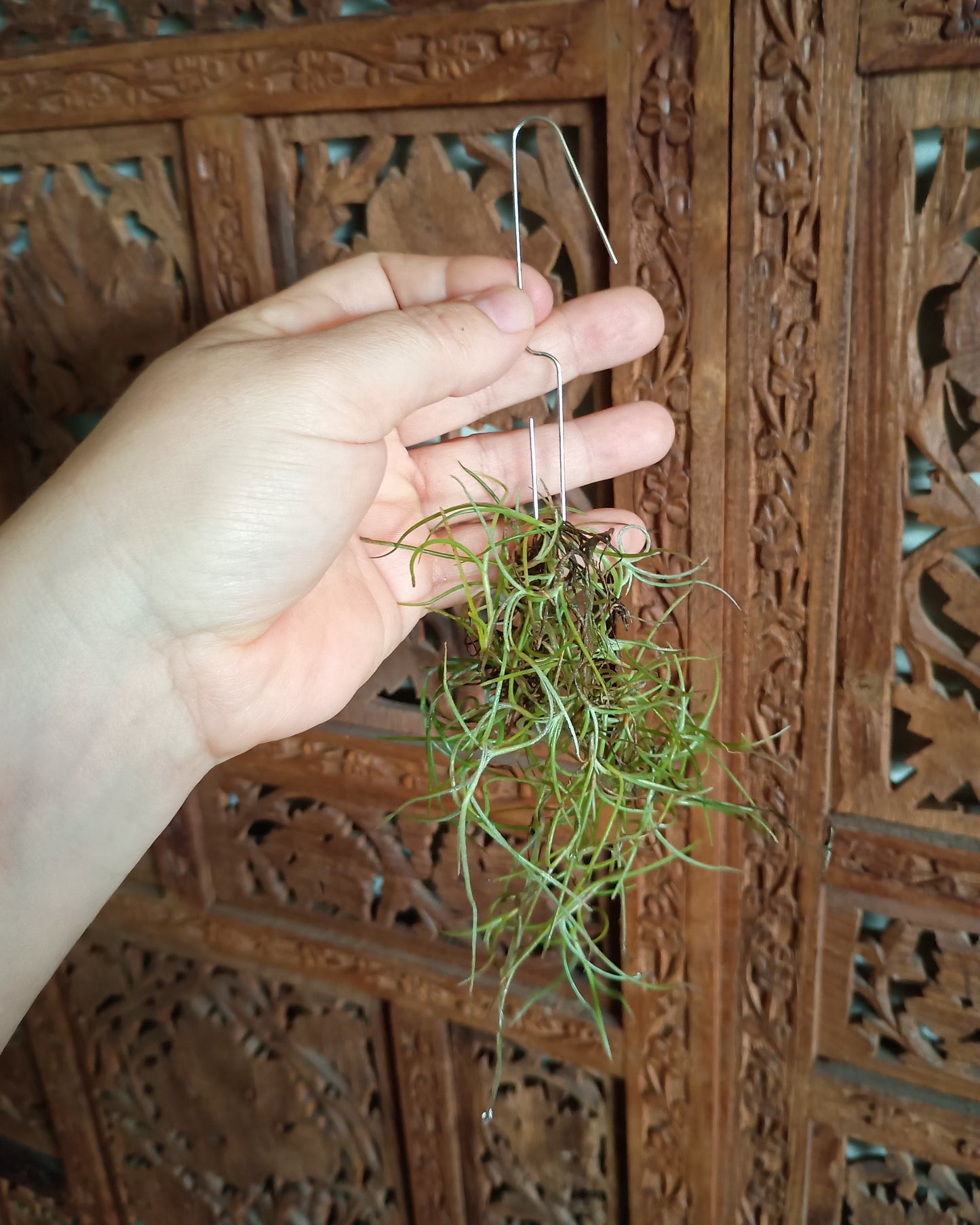 Tillandsia Usneoides (Spanish Moss)