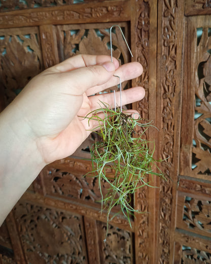 Tillandsia Usneoides (Spanish Moss)
