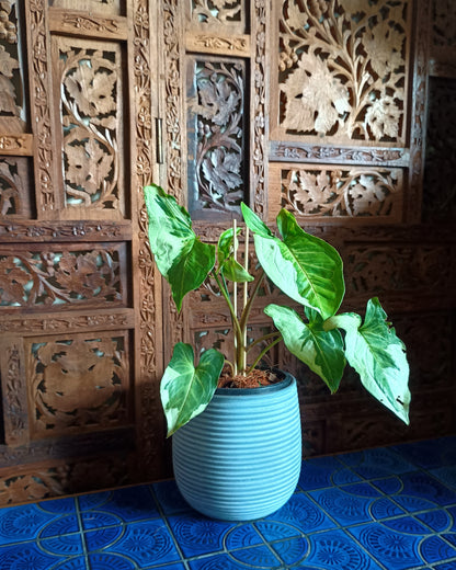 Syngonium 3 Kings