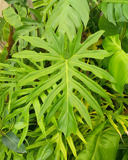 Philodendron Radiatum 130single
