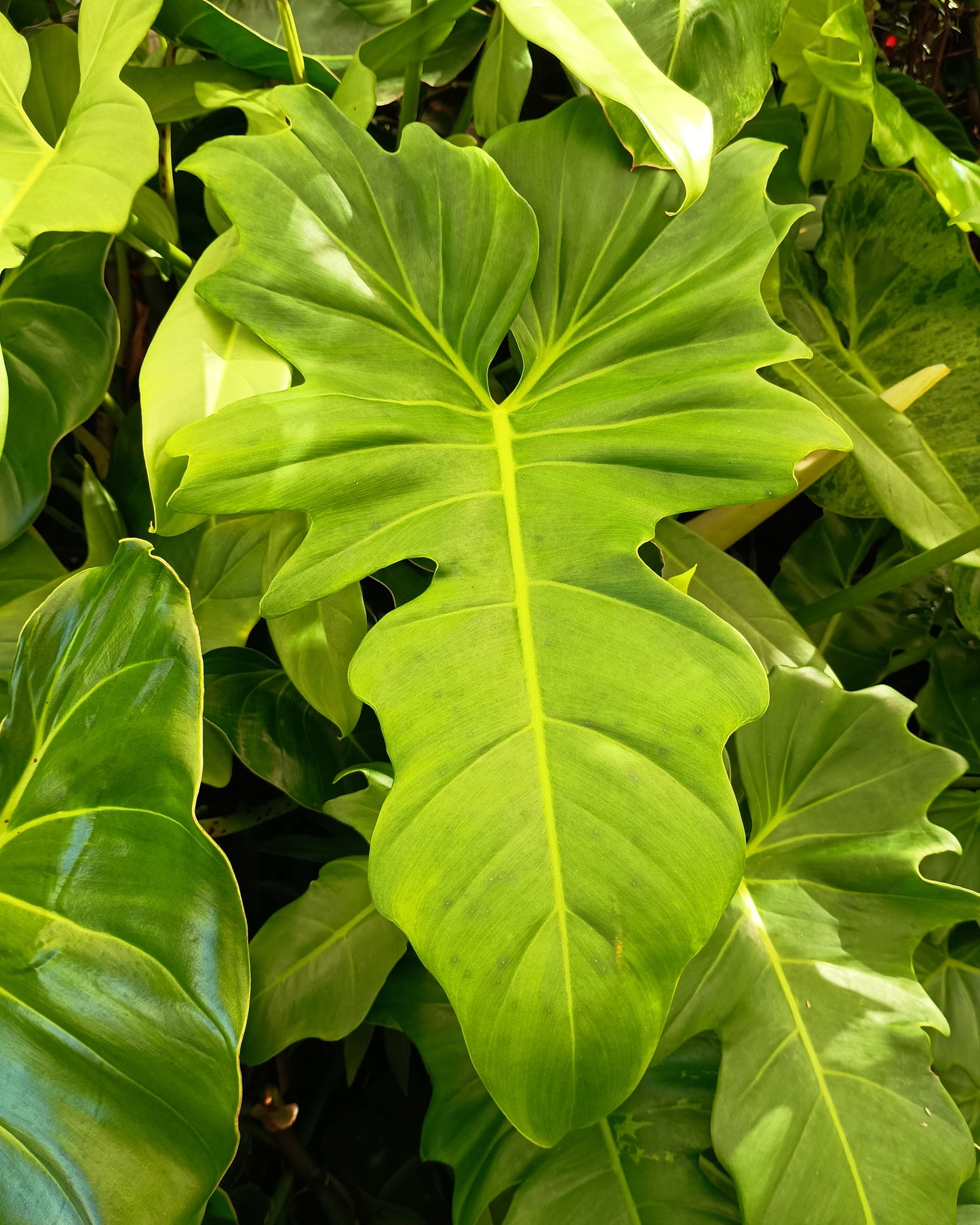 Philodendron Golden Dragon 130