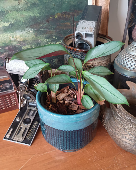 Ctenanthe Grey Star