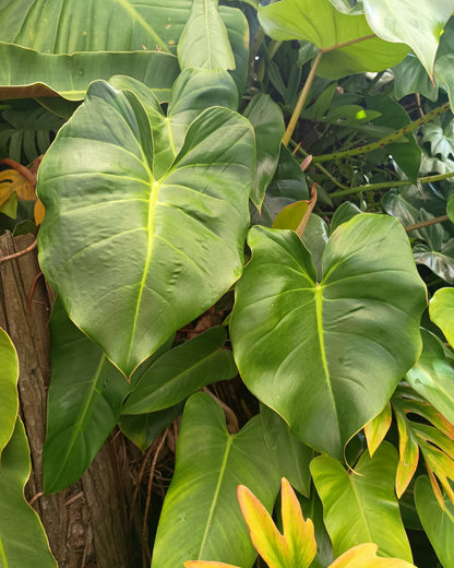Philodendron Cordatum