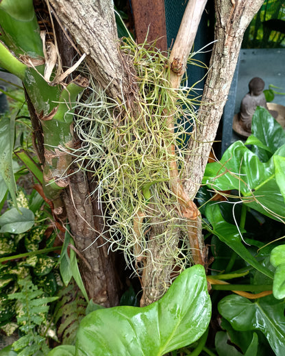 Tillandsia Usneoides (Spanish Moss)