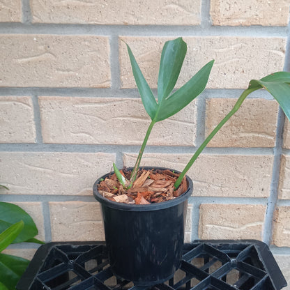 Rhaphidophora decursiva