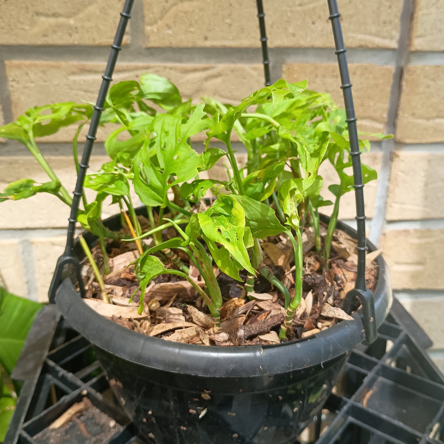 Monstera Adansonii Hanging Basket