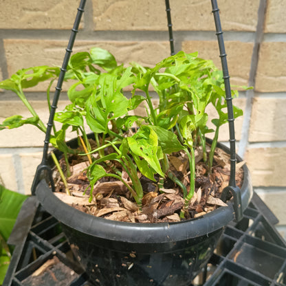 Monstera Adansonii Hanging Basket