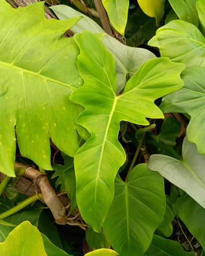 Philodendron Golden Dragon 130