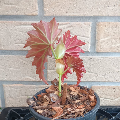 Begonia Irene Nuss